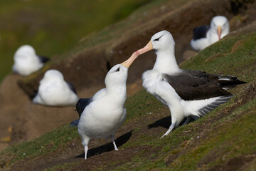 Pair of Black-browed Albatross (Thalassarche melanophrys) courting on the coast of Saunders Island in the Falkland Islands.