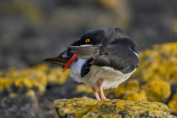 Magellanic Oystercatcher (Haematopus leucopodus) on the coast of Carcass Island in the Falkland Islands.