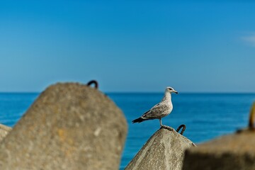 A seagull sitting on the concrete reinforcements of the port in Kołobrzeg. Poland.