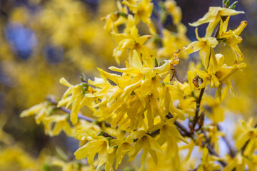 Yellow forsythia flowers. Norwood Grove Park, London, UK.