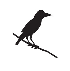 blackbird on a branch