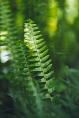 fern leaves in the forest - 585186217