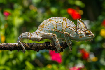 The veiled chameleon (Chamaeleo calyptratus) is a species of chameleon (family Chamaeleonidae) native to the Arabian Peninsula
