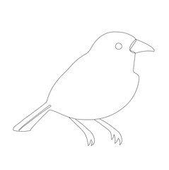hand drawn bird