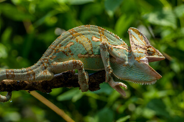 The veiled chameleon (Chamaeleo calyptratus) is a species of chameleon (family Chamaeleonidae)...