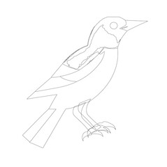 hand drawn bird