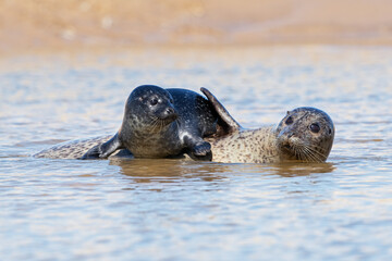 Playful Harbour Seal Pup (Phoca vitulina) on the Norfolk coast - 585186877