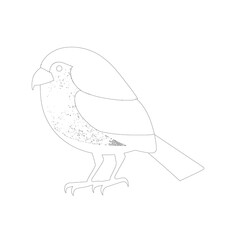 hand drawn bird