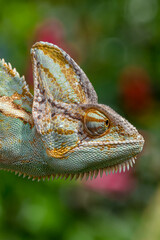 The veiled chameleon (Chamaeleo calyptratus) is a species of chameleon (family Chamaeleonidae) native to the Arabian Peninsula