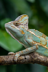 The veiled chameleon (Chamaeleo calyptratus) is a species of chameleon (family Chamaeleonidae) native to the Arabian Peninsula