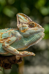 The veiled chameleon (Chamaeleo calyptratus) is a species of chameleon (family Chamaeleonidae) native to the Arabian Peninsula