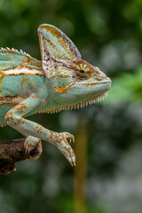 The veiled chameleon (Chamaeleo calyptratus) is a species of chameleon (family Chamaeleonidae) native to the Arabian Peninsula