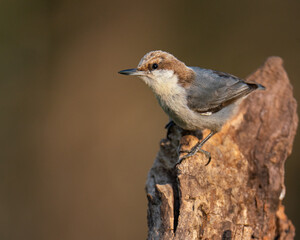 Fototapeta premium Brown-headed Nuthatch