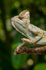The veiled chameleon (Chamaeleo calyptratus) is a species of chameleon (family Chamaeleonidae) native to the Arabian Peninsula