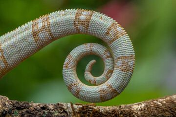 Fototapeta premium The veiled chameleon (Chamaeleo calyptratus) is a species of chameleon (family Chamaeleonidae) native to the Arabian Peninsula