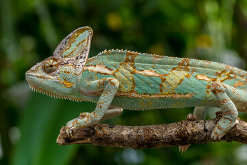 The veiled chameleon (Chamaeleo calyptratus) is a species of chameleon (family Chamaeleonidae) native to the Arabian Peninsula