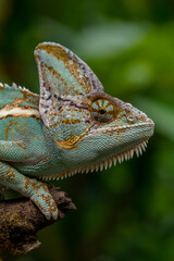 The veiled chameleon (Chamaeleo calyptratus) is a species of chameleon (family Chamaeleonidae) native to the Arabian Peninsula