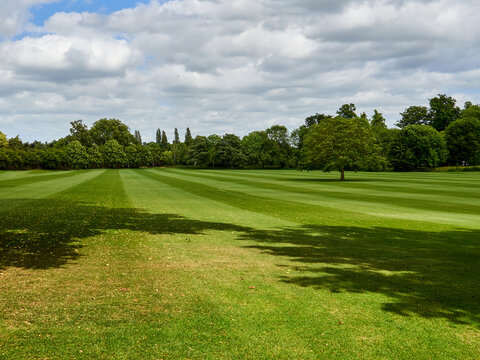 Background of a green field with grass and trees in a sunny spring day with fluffy clouds in the sky