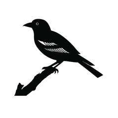crow on a branch