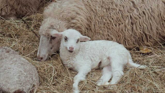 Ewe. Lamb. Little lamb next to mother sheep. Cute white lamb lying. Newborn lamb. A white ewe lamb