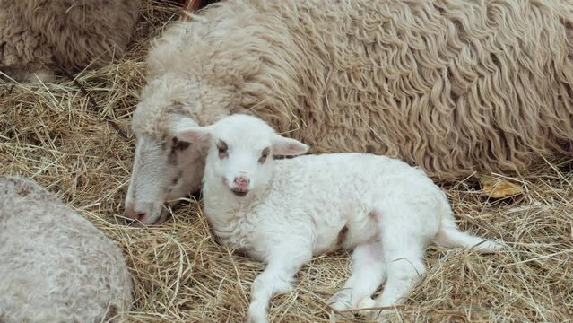 Ewe. Newborn Lamb. Little lamb next to mother sheep. Cute white lamb lying. A white ewe lamb.