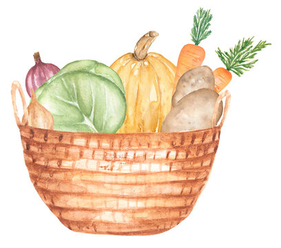 Watercolor vegetables in the wooden box illustration, fresh garden vegetables clipart. garden harvest food clip art, onion, cabbage, carrot, pumpkin and potato