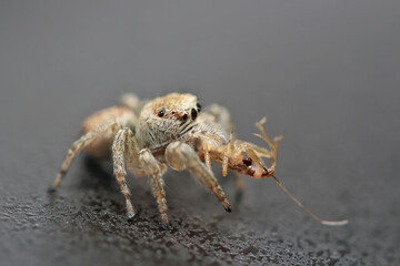 Jumping spiders doesn 't build webs, it jumps and attracts its pray.