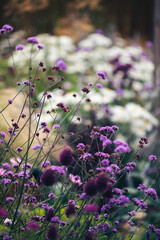 flowers in the garden