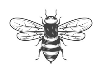 bee insect icon