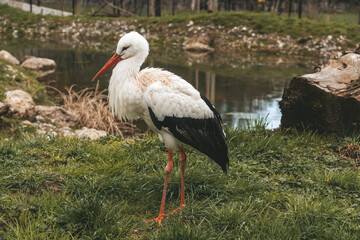 Weisser Storch mit einem Teich im Hintergrund