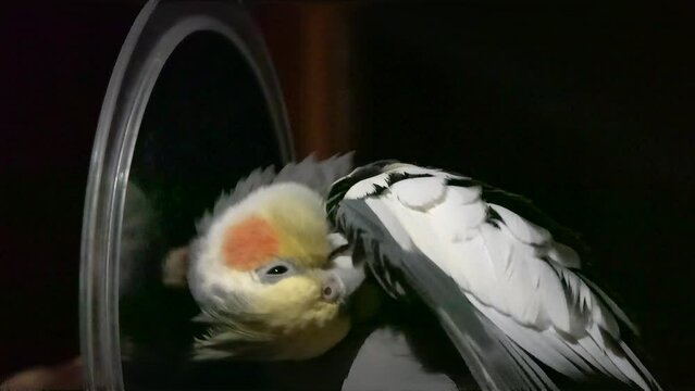 The cockatiel cleans himself in front of the mirror in the evening before going to bed