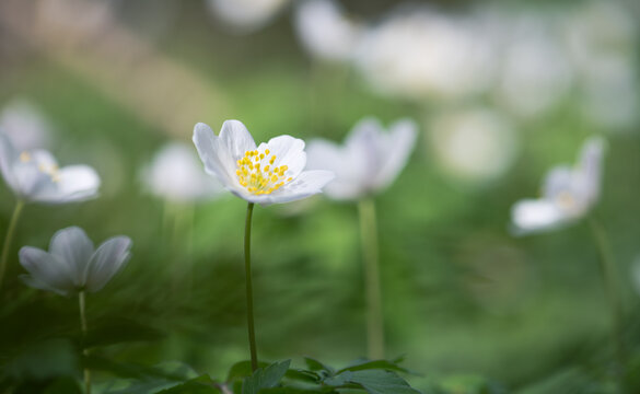 wood anemone (Anemone nemorosa), or Sylvie anemone