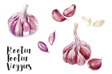 Watercolor illustration of garlic isolated on white background, closeup.