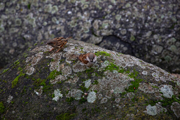Two birds outdoor on a stone with green grass
