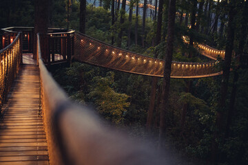 Tree Bridge 