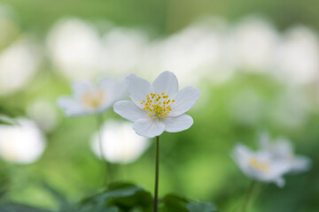 wood anemone (Anemone nemorosa), or Sylvie anemone