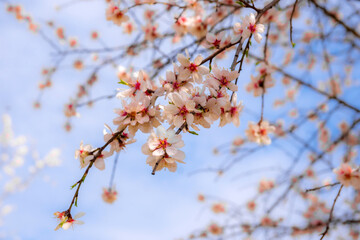 blossom
tree in spring
flowering mangroves