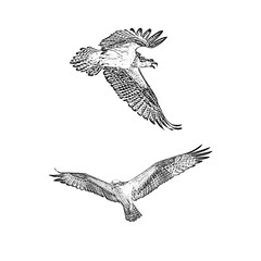 eagle in flight, eagle sketch, falcon sketch,