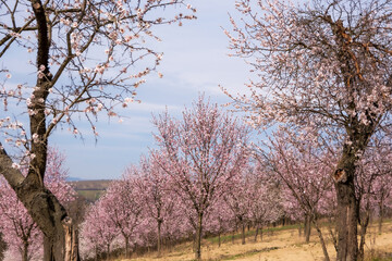 blossom trees
blossom
tree in spring
flowering mangroves