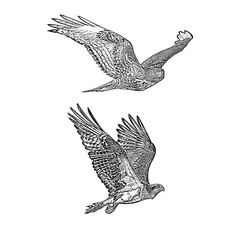 eagle in flight, pair of eagles in sky, sketch