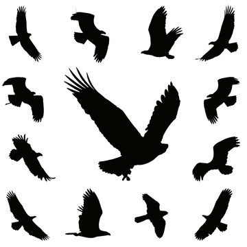 silhouettes of birds, collection of falcons , set of eagles silhouettes,