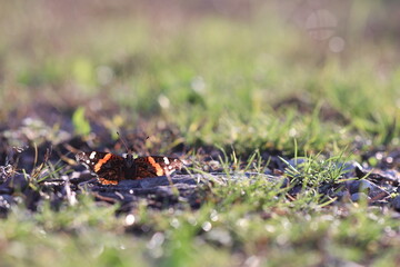 una farfalla vanessa atalanta sull'erba in autunno