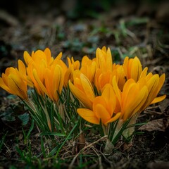 Many flowers of yellow crocuses.