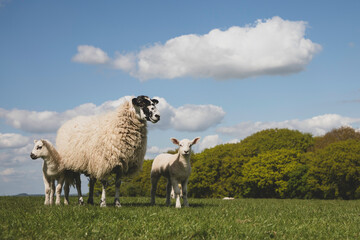 Fototapeta premium Sheep and lamb