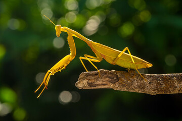 Hierodula membranacea is a large praying mantis, sharing its common name giant Asian mantis with...