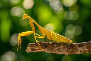 Hierodula membranacea is a large praying mantis, sharing its common name giant Asian mantis with other large members of genus Hierodula: of which it is the type species. Its colours vary from green