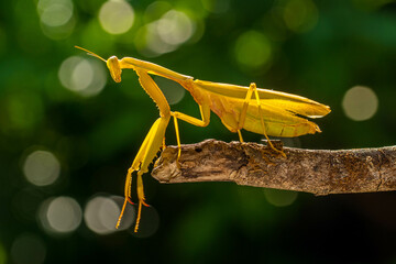 Hierodula membranacea is a large praying mantis, sharing its common name giant Asian mantis with other large members of genus Hierodula: of which it is the type species. Its colours vary from green
