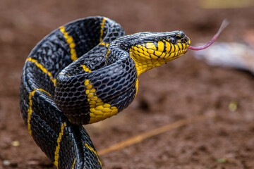 Boiga dendrophila, commonly called the mangrove snake or the gold-ringed cat snake, is a species of rear-fanged venomous snake in the family Colubridae