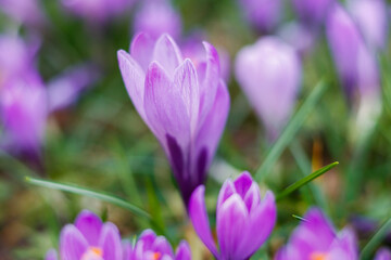 Fototapeta premium Lila Krokusse
