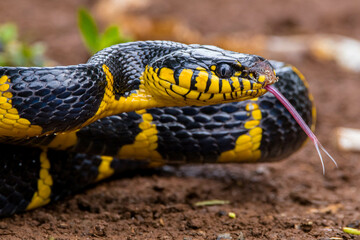 Boiga dendrophila, commonly called the mangrove snake or the gold-ringed cat snake, is a species of rear-fanged venomous snake in the family Colubridae